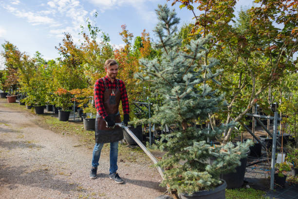 How Our Tree Care Process Works  in  Foster City, CA